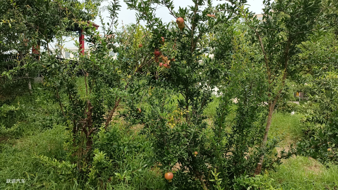 企業風采丨帶您領略躍迪美景